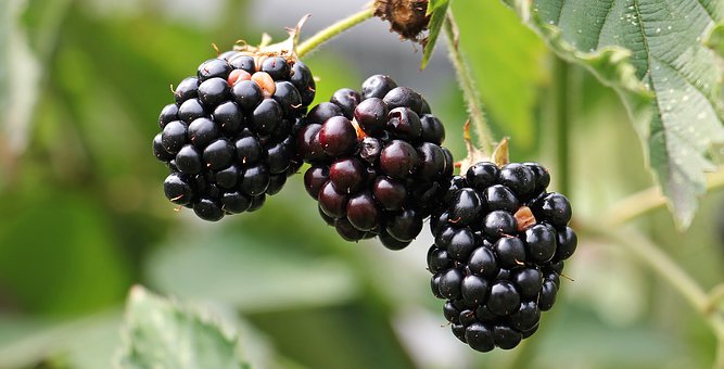 blackberries-1539540__340